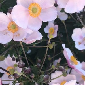 Meet your Posher, Sophie